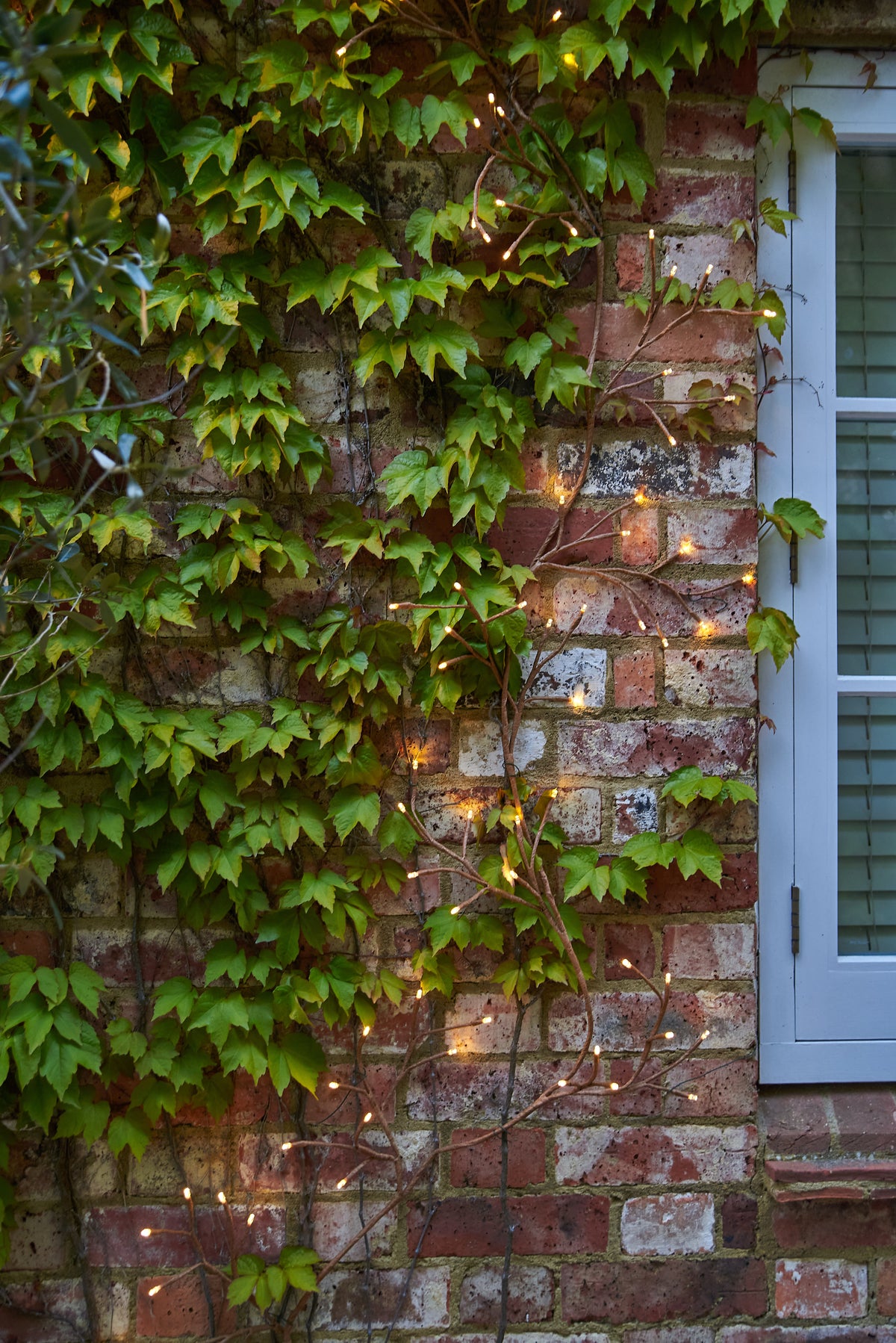 Climbing Ivy Lights – 96 Warm White LEDs, Solar or Plug-In