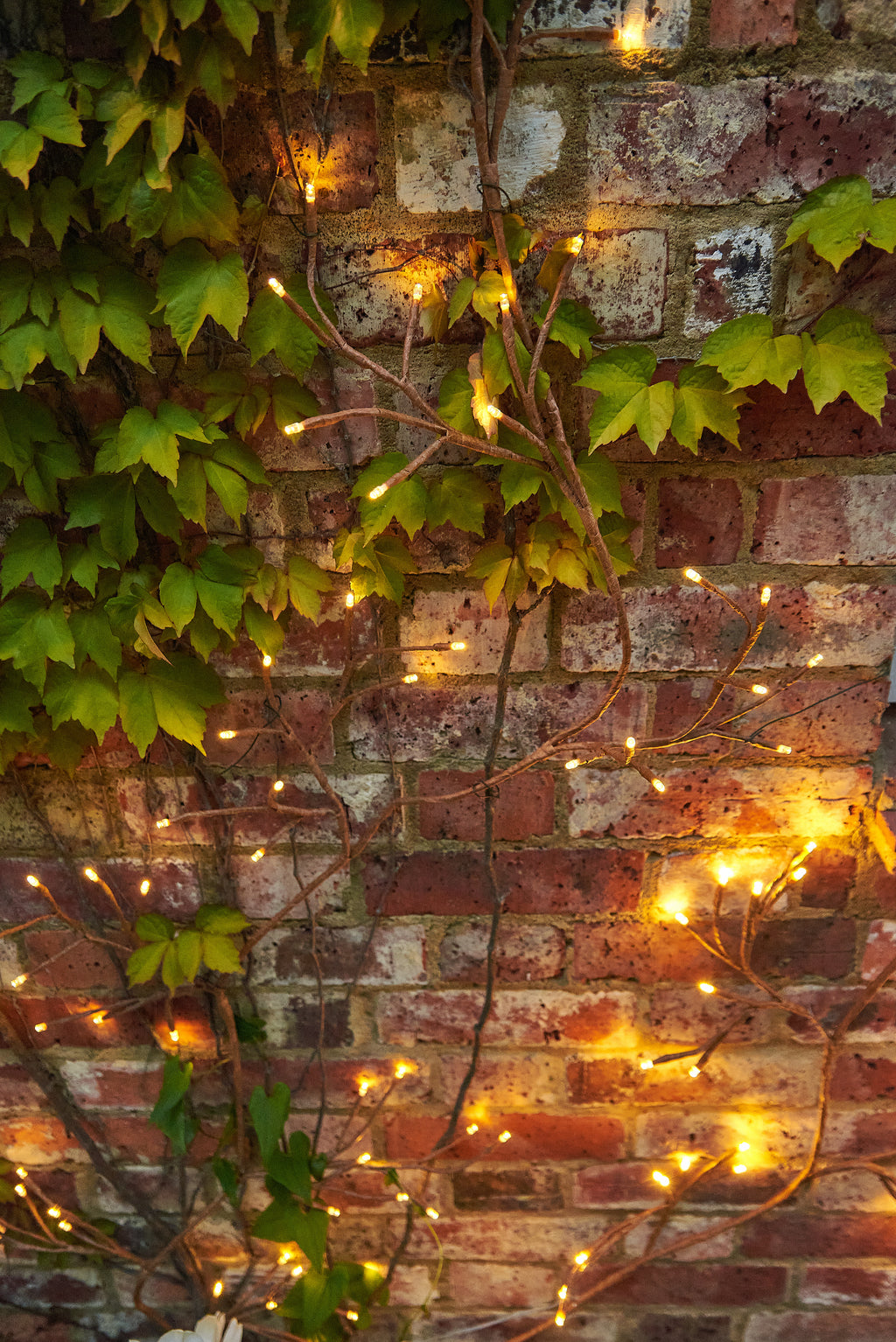 Climbing Ivy Lights – 96 Warm White LEDs, Solar or Plug-In
