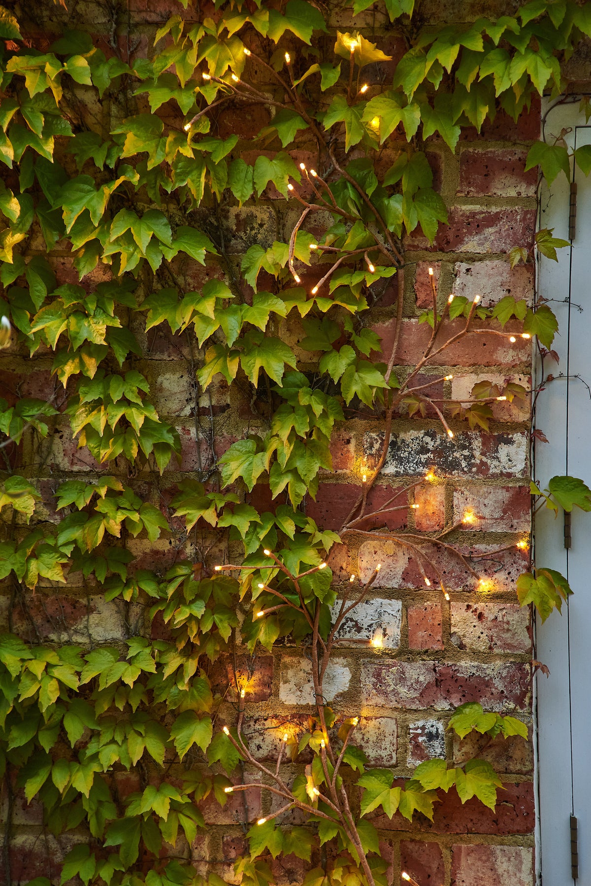 Climbing Ivy Lights – 96 Warm White LEDs, Solar or Plug-In